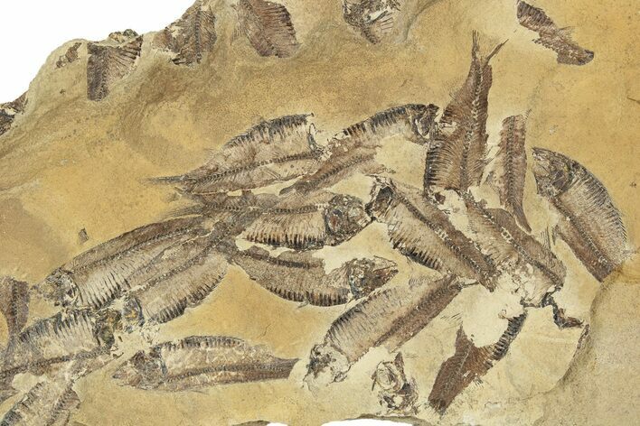 Fossil Fish (Gosiutichthys) Mortality Plate - Wyoming #209576